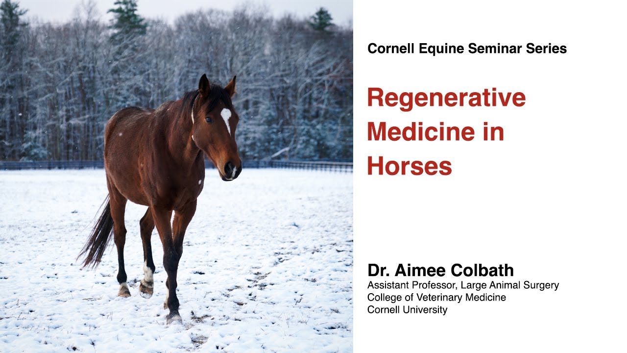 Regenerative Medicine Therapies in Horses (Cornell Equine Seminar, December 2023)