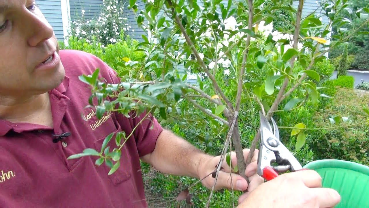 Prune Inkberry Holly Selectively