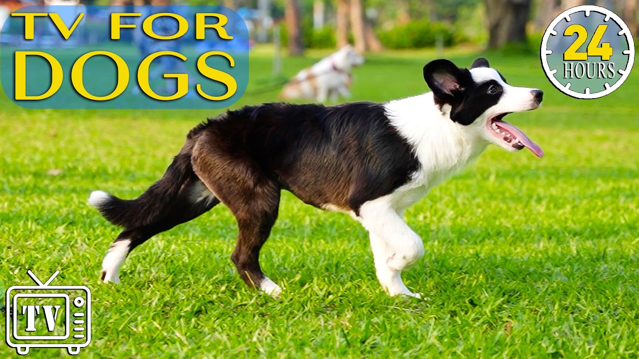 Dog TV 24/7: Calm Anxious Dogs Fast with Music for Dogs & Relaxing Dog Videos |Stress Relief for Dog