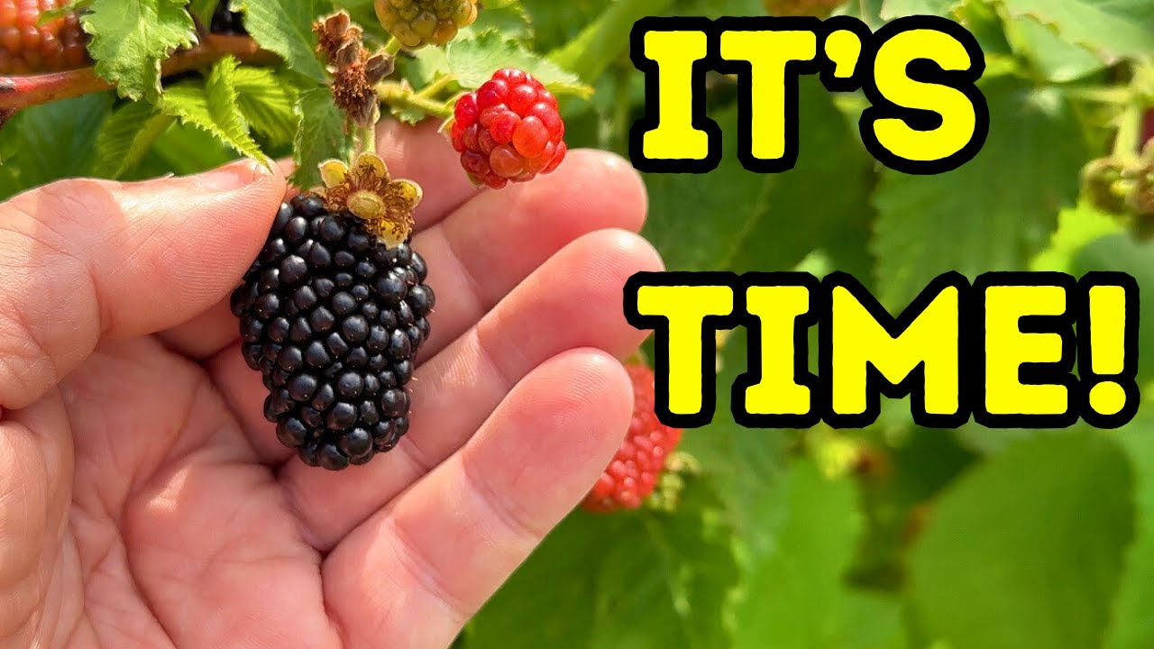 Container Grown PRIME ARK FREEDOM Blackberries, Huge Harvest + Freezing Hacks #containerblackberries