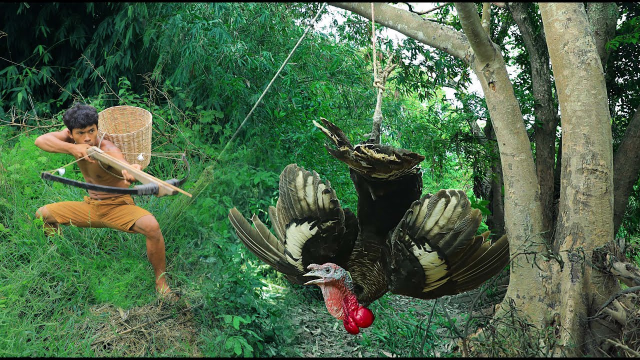 survival in the rainforest - Tokey & Fruits