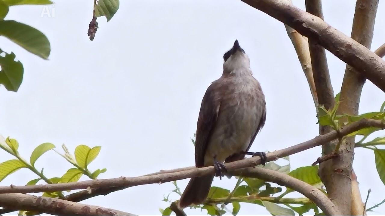 Burung trucuk an gacor (@Kicautrucukan ) #burungkicaudialamliar #mangkicauoffecial 