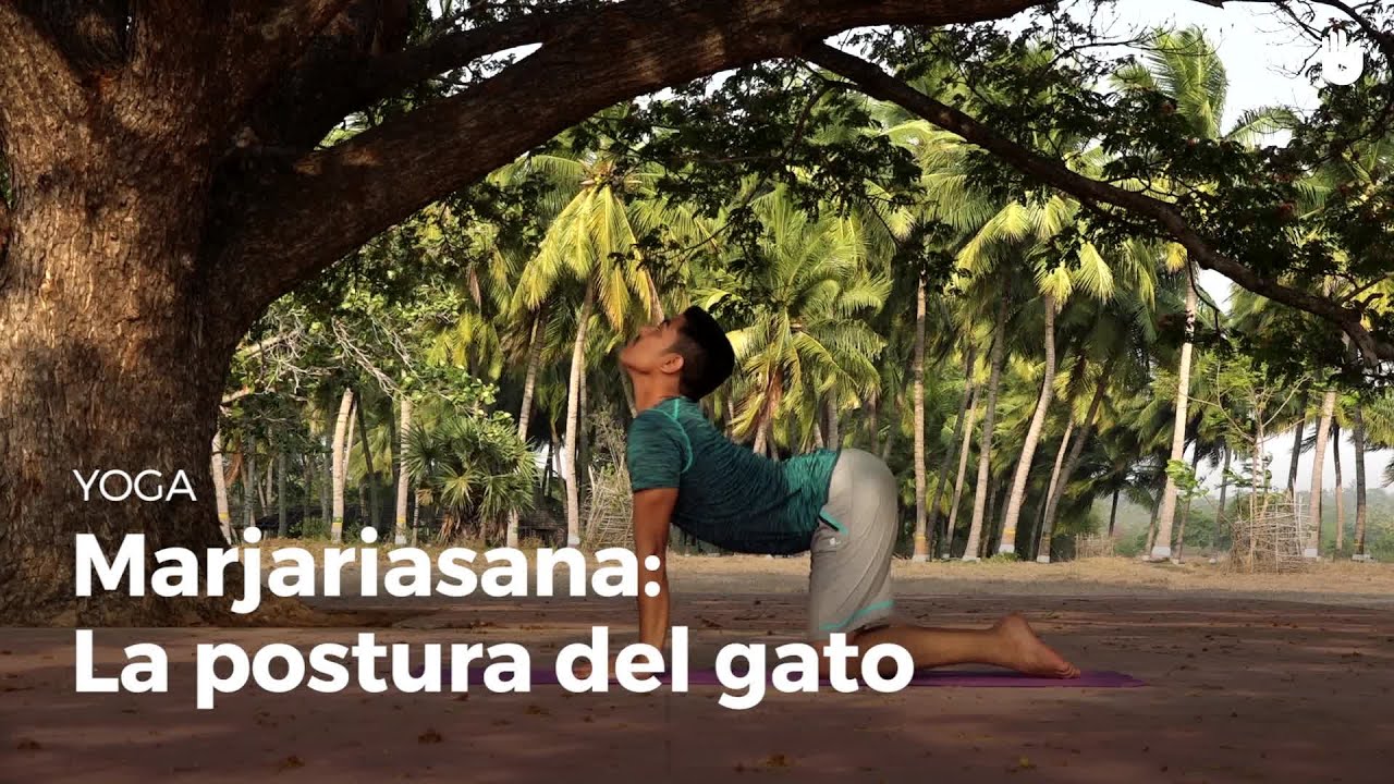Marjariasana: la postura del gato | Yoga