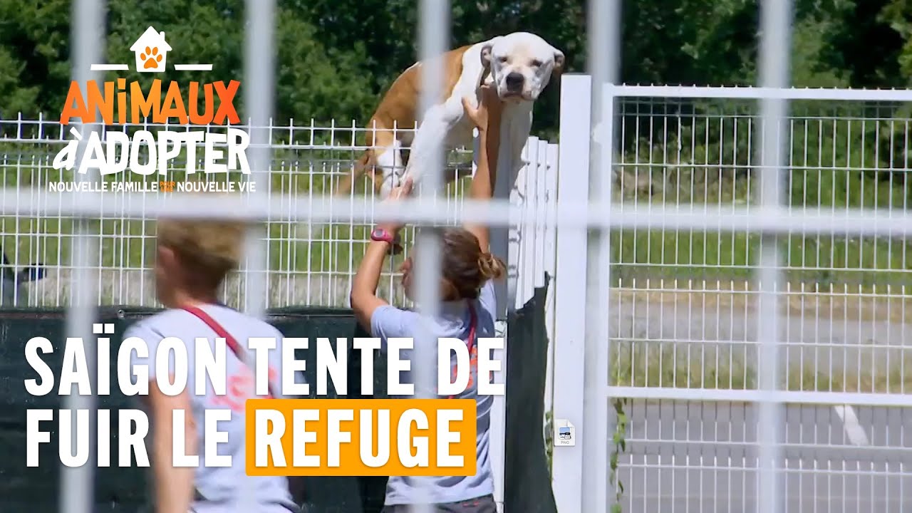 Sa&iuml;gon tente de fuir le refuge ! Animaux &Agrave; Adopter