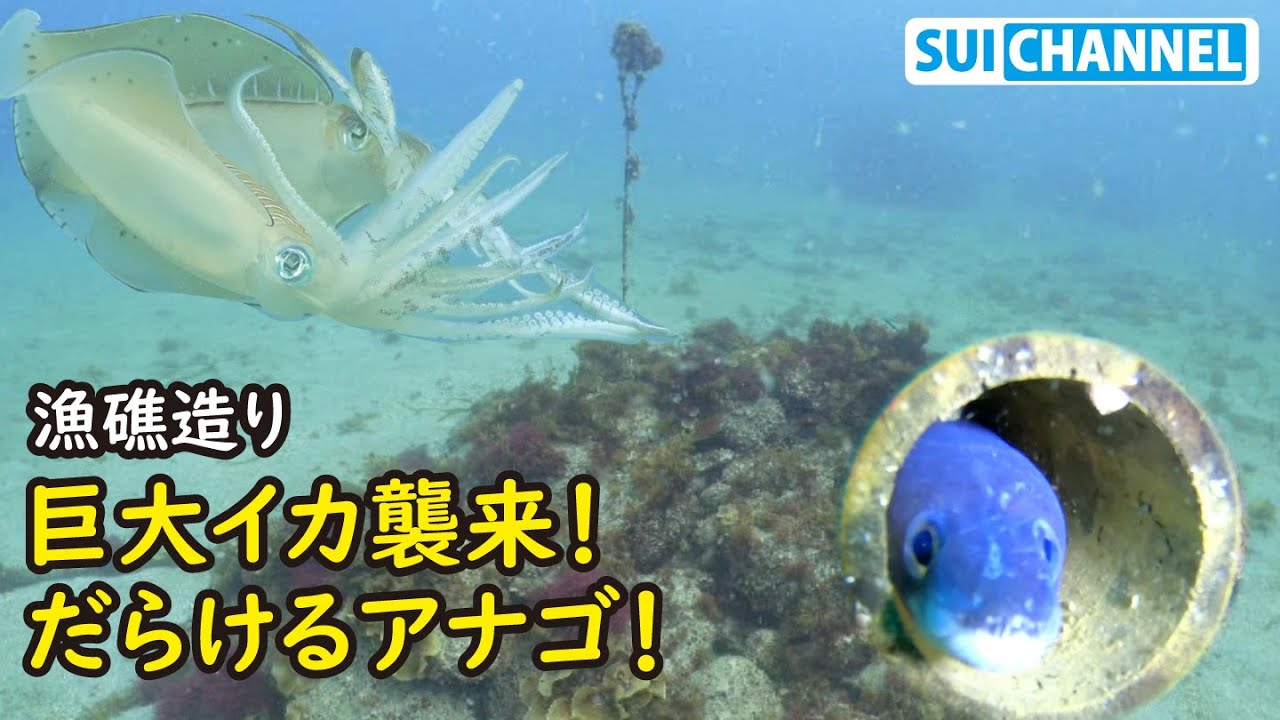 生き物だらけになった漁礁！アオリイカの大群が襲来し、やる気のないクロアナゴが可愛い！【漁礁造り＃55】