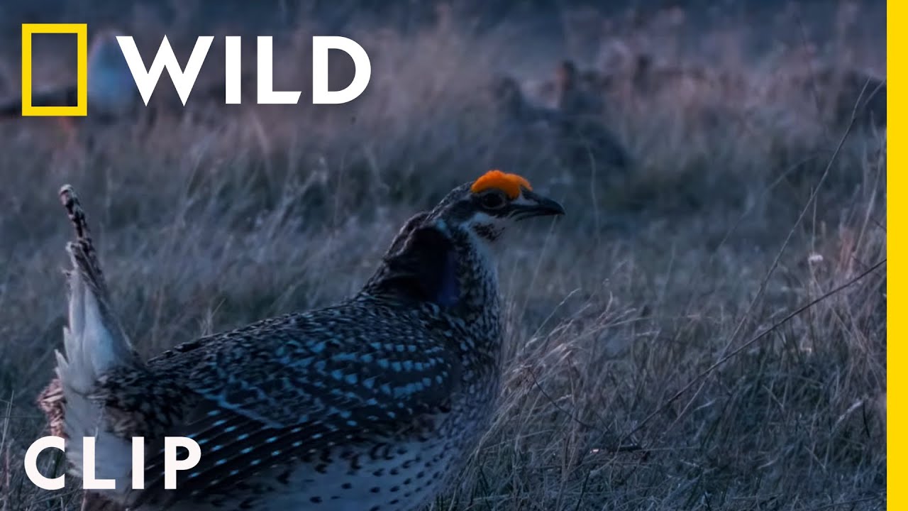 Sharp-tailed grouse have a dance battle in the Badlands | America's National Parks
