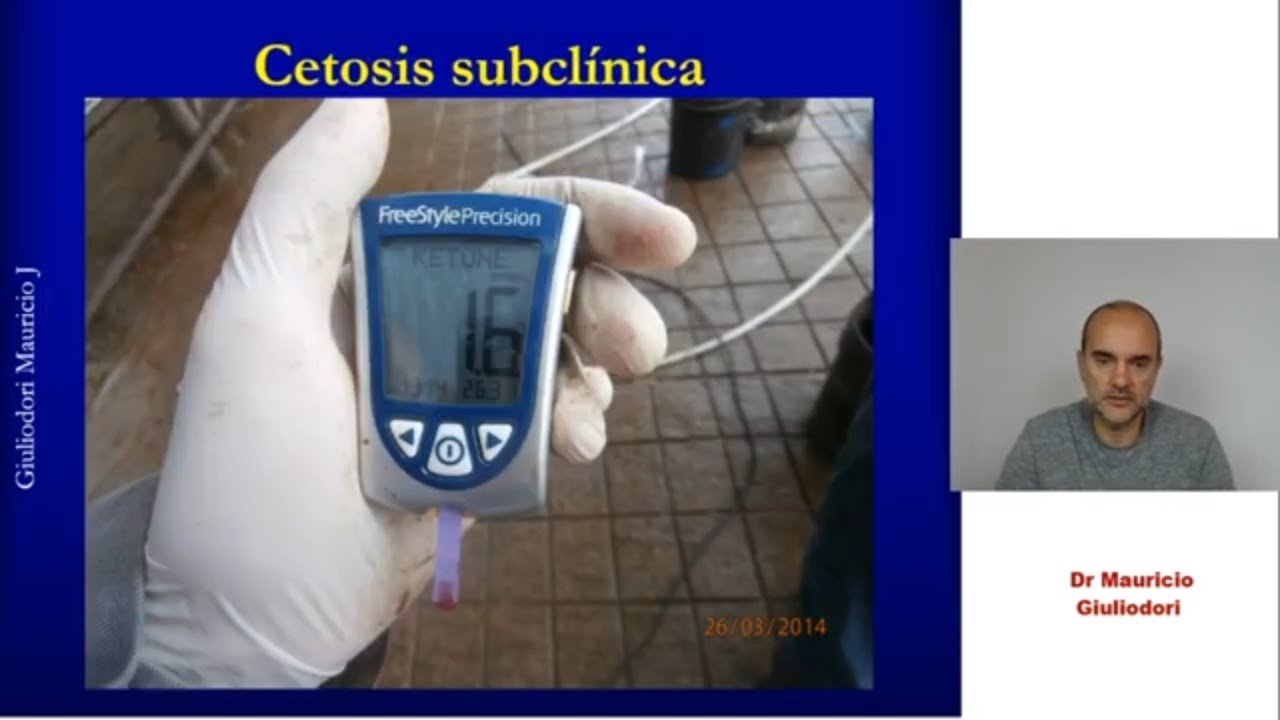 Cetosis en vaca lechera: cetogénesis, signos clínicos, diagnóstico, tratamiento con propilenglicol