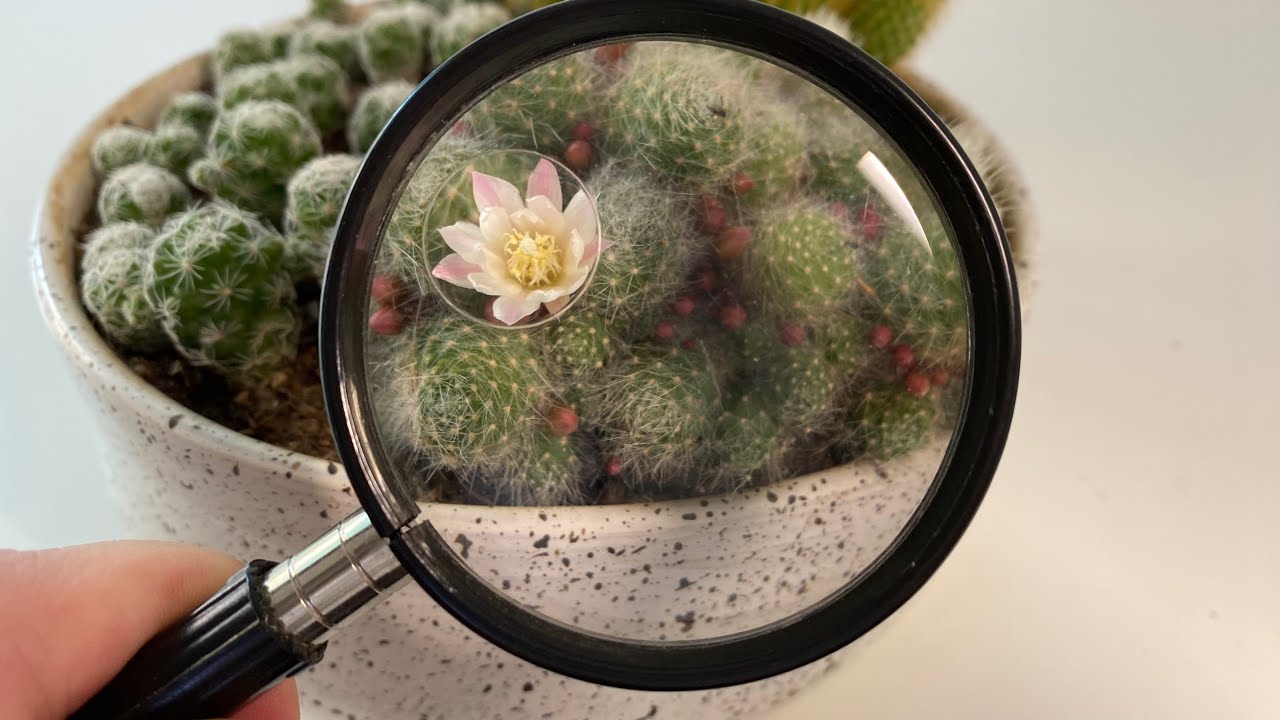 Cactus Identification (150+ Cactacee name) - Part 2