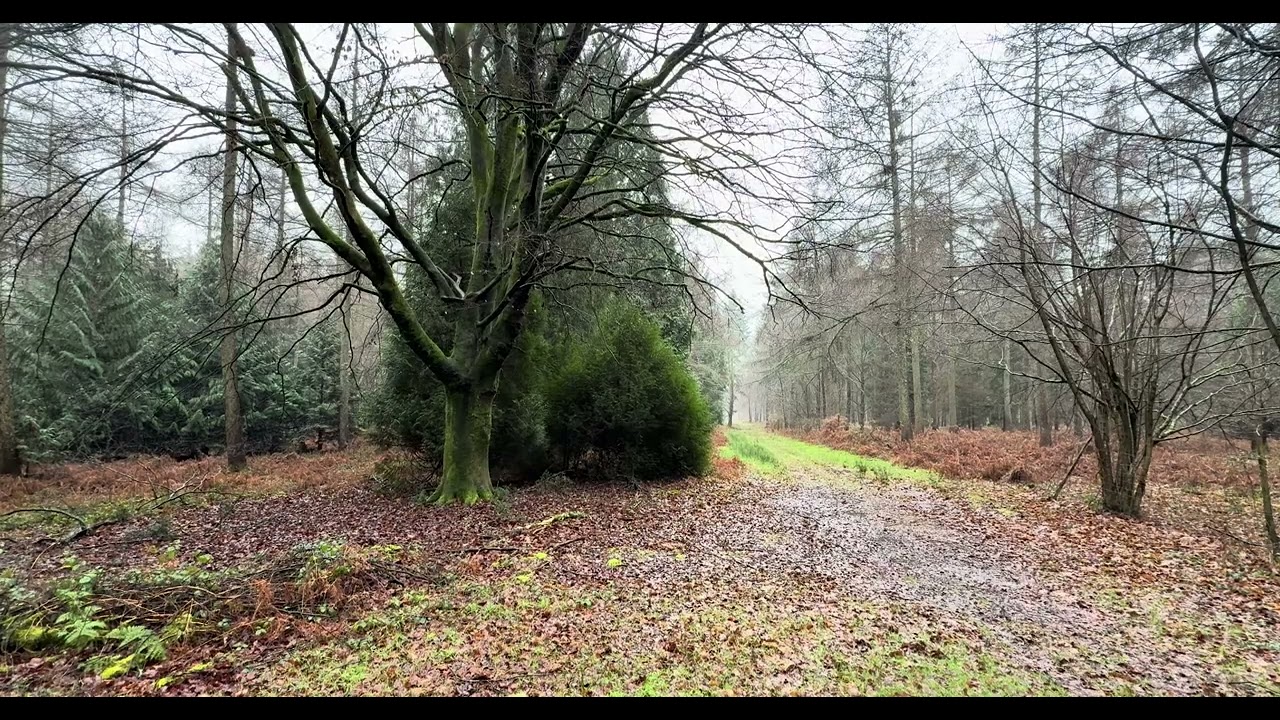 Woodland view ASMR , Peaceful Woodland in the rain ASMR , Woodland  still video  (No Talking) Real