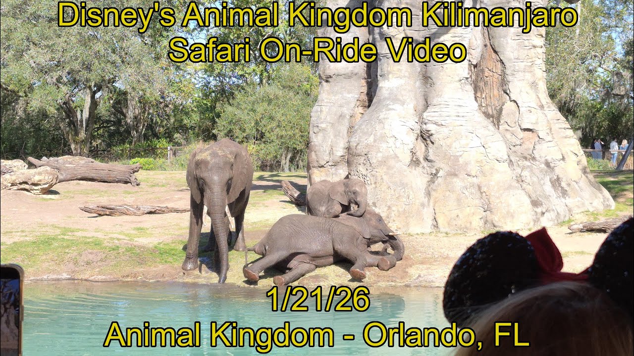 Disney's Animal Kingdom Kilimanjaro Safari On-Ride Video - 1/21/26