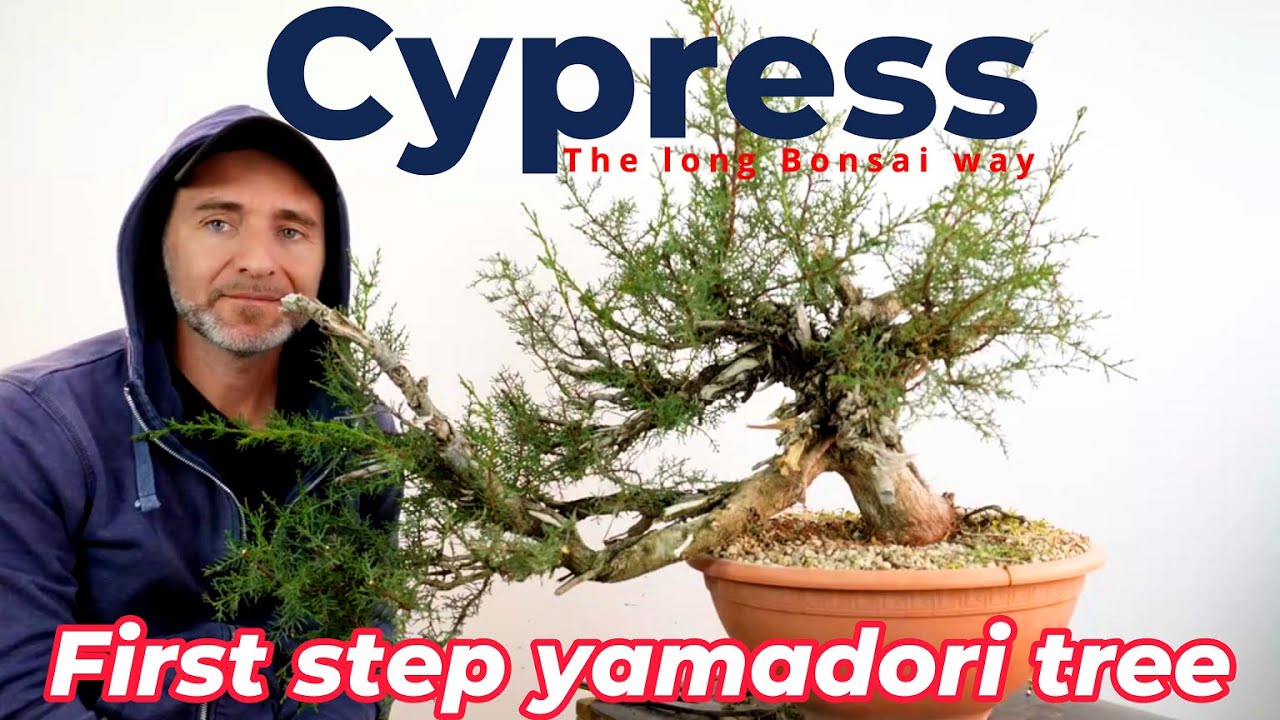 Primo approccio albero proveniente da yamadori | Episode 1