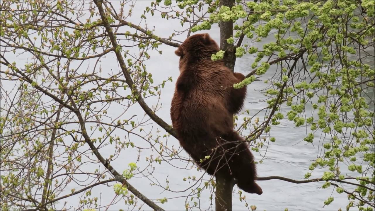 Ursina auf Baum im BärenPark Bern