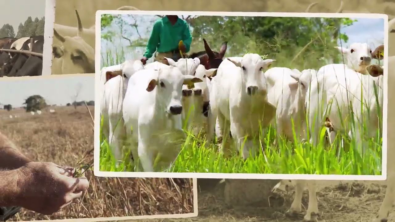 V&iacute;deo Institucional - Milagro Agro Brasil