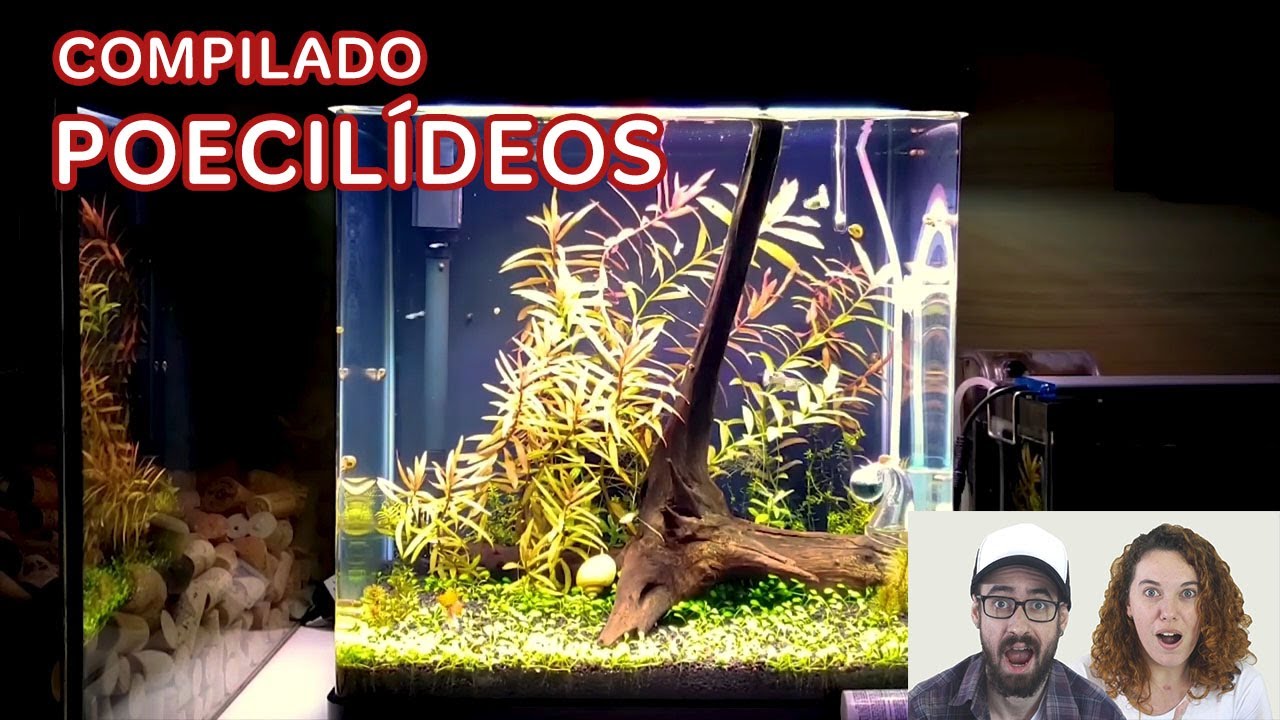 COMPILADÃO DE AQUÁRIOS COM POECILÍDEOS (GUPPY, PLATY, MOLINÉSIA, ETC)