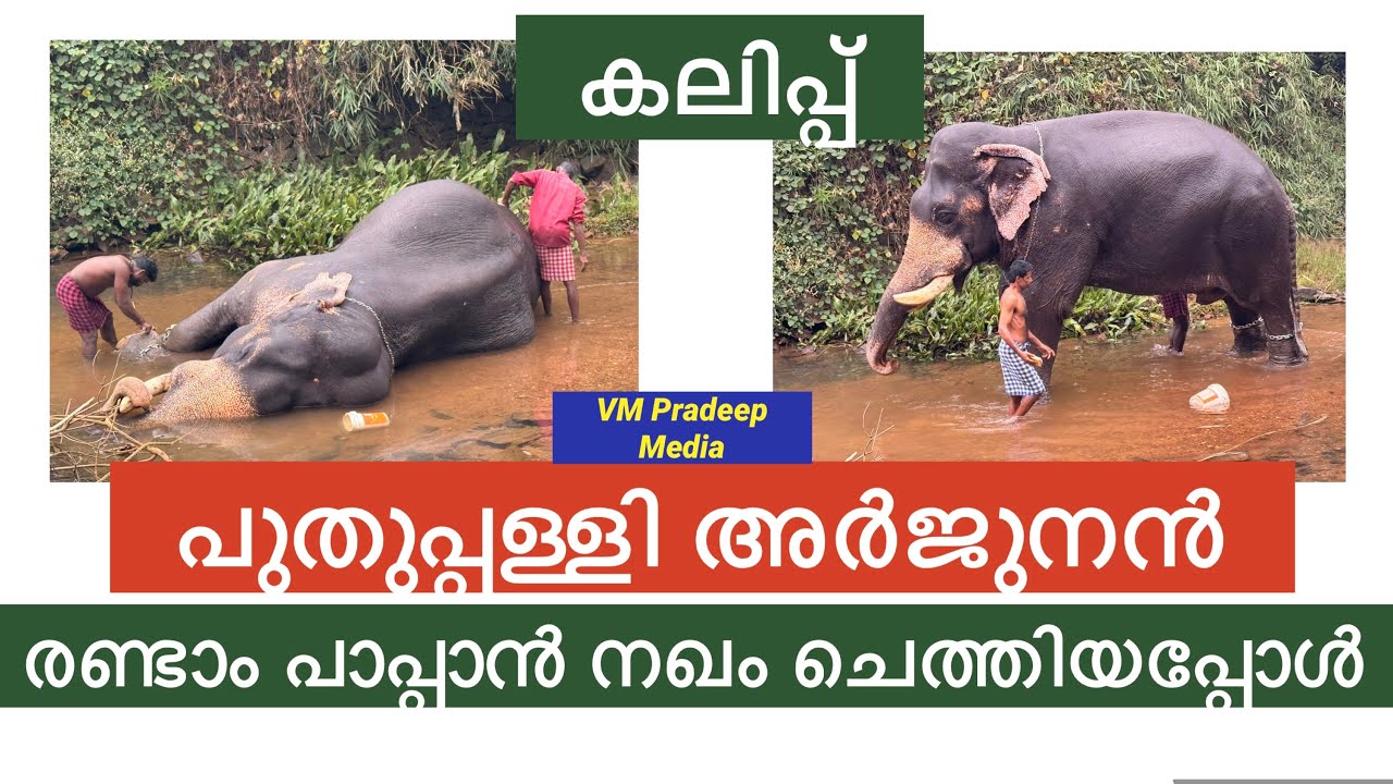 പുതുപ്പള്ളി അർജുനൻ രണ്ടാം പാപ്പാൻ നഖംവെട്ടിയപ്പോൾ സംഭവിച്ചത്@VMPRADEEP#puthuppallyarjunan#