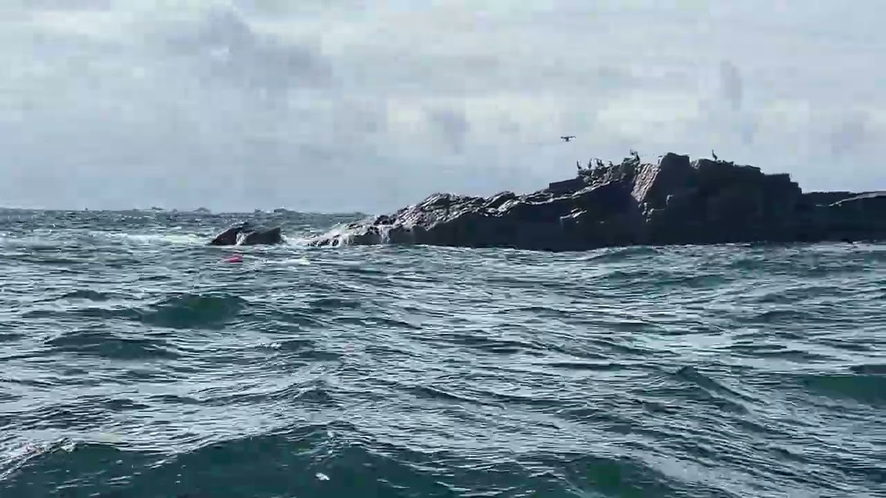 D’île en îles… de l’Ile Grande aux Sept Îles  16km à la nage