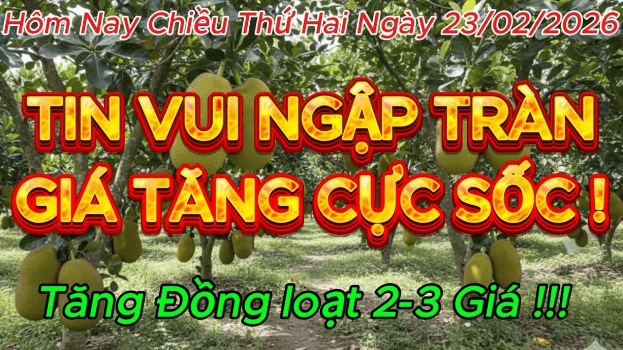 Giá Mít Chiều 23/02 TĂNG SỐC 🔥 Indo Lá Bầu Vọt 36.000đ/kg – Tiền Giang Dẫn Đầu!