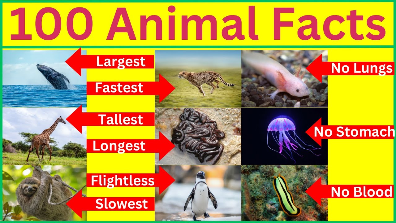 Want to Become an Animal Expert? Watch This Now!
