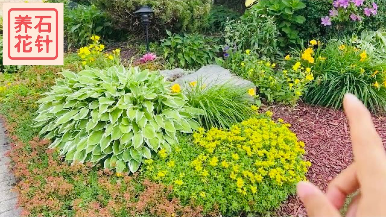 前院小花坛 - 简洁、有层次的植物组合 - 景天、玉簪、灌木 - 低维护、有季节变化