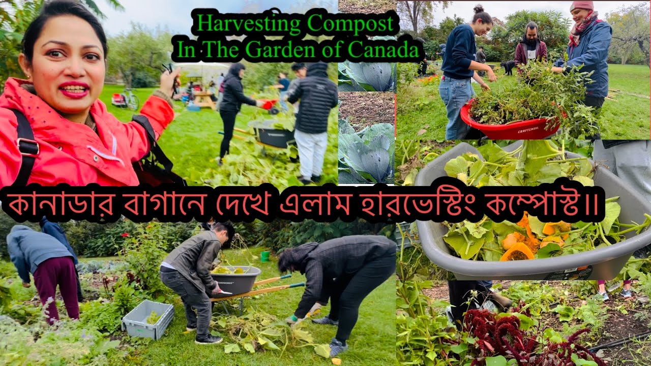 কানাডার বাগানে দেখে এলাম হারভেস্টিং কম্পোস্ট॥ Harvesting Compost In The Garden of Canada.