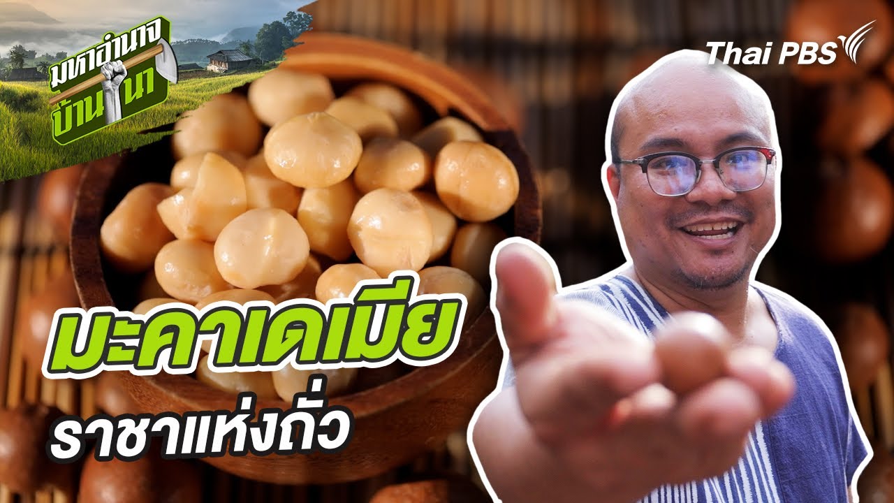 มะคาเดเมีย ราชาแห่งถั่ว | มหาอำนาจบ้านนา