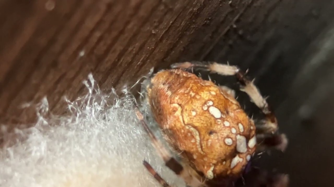Araneus diadematus female constructs egg sack