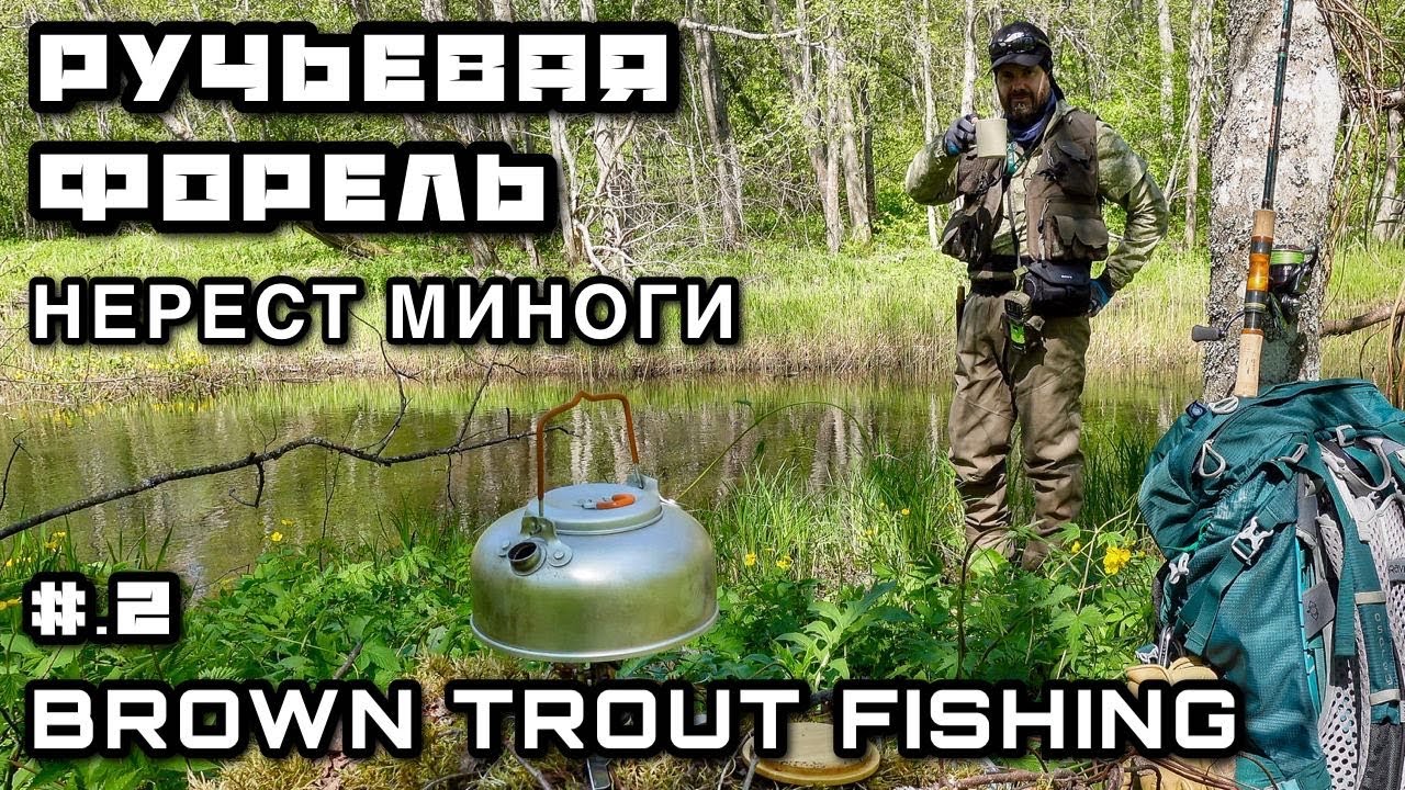 Попал на НЕРЕСТ МИНОГИ - Форелевая Рыбалка в Ленинградской области ФОРЕЛЬ НА СПИННИНГ Лесная речка 2
