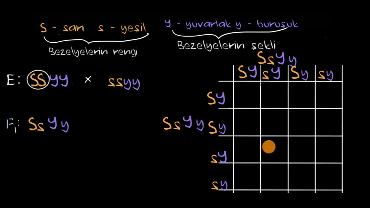 Dihibrit Çaprazlama ve Bağımsız Dağılım İlkesi (Fen Bilgisi)