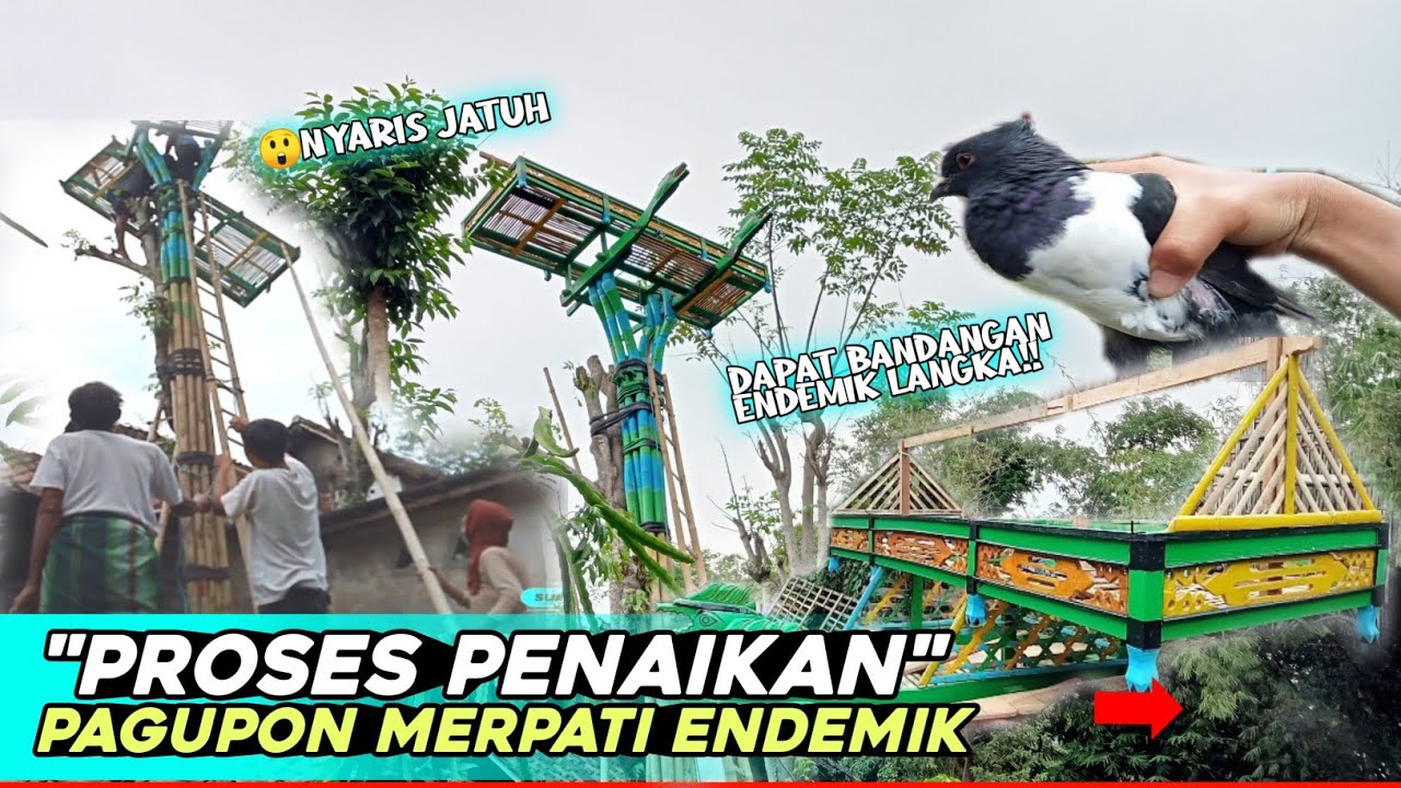 😰MENEGANGKAN PROSES PENAIKAN PAGUPON MERPATI ENDEMIK JAWA TIMUR (RONI ID)