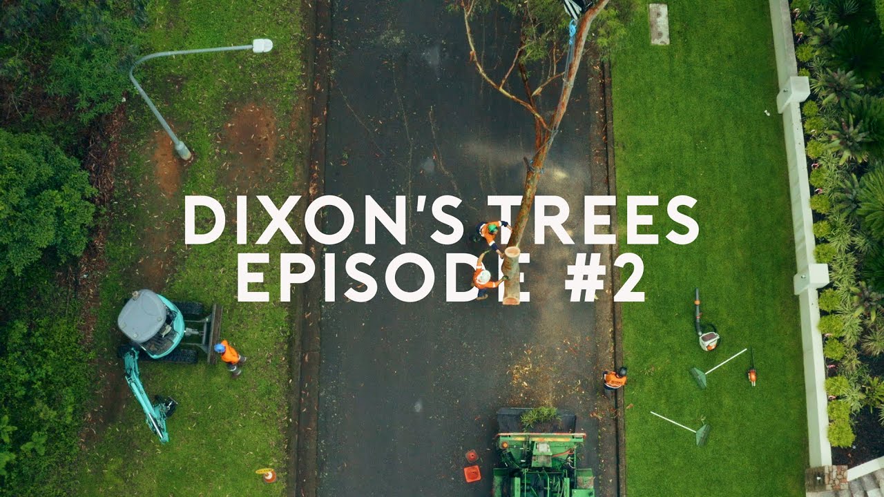 Crane Assisted Tree Removal - West Pennant Hills - Sydney, NSW, Australia