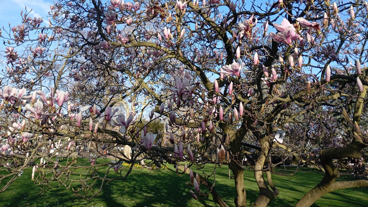 Spring is here❤️🌸💮🇬🇧