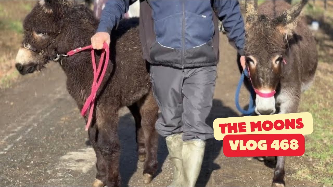 Disabled Baby Donkey’s First Time in the Field With His Mum