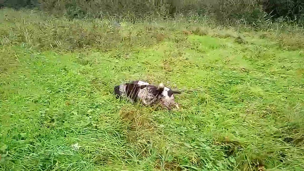 English Springer Spaniel Hunting pheasant