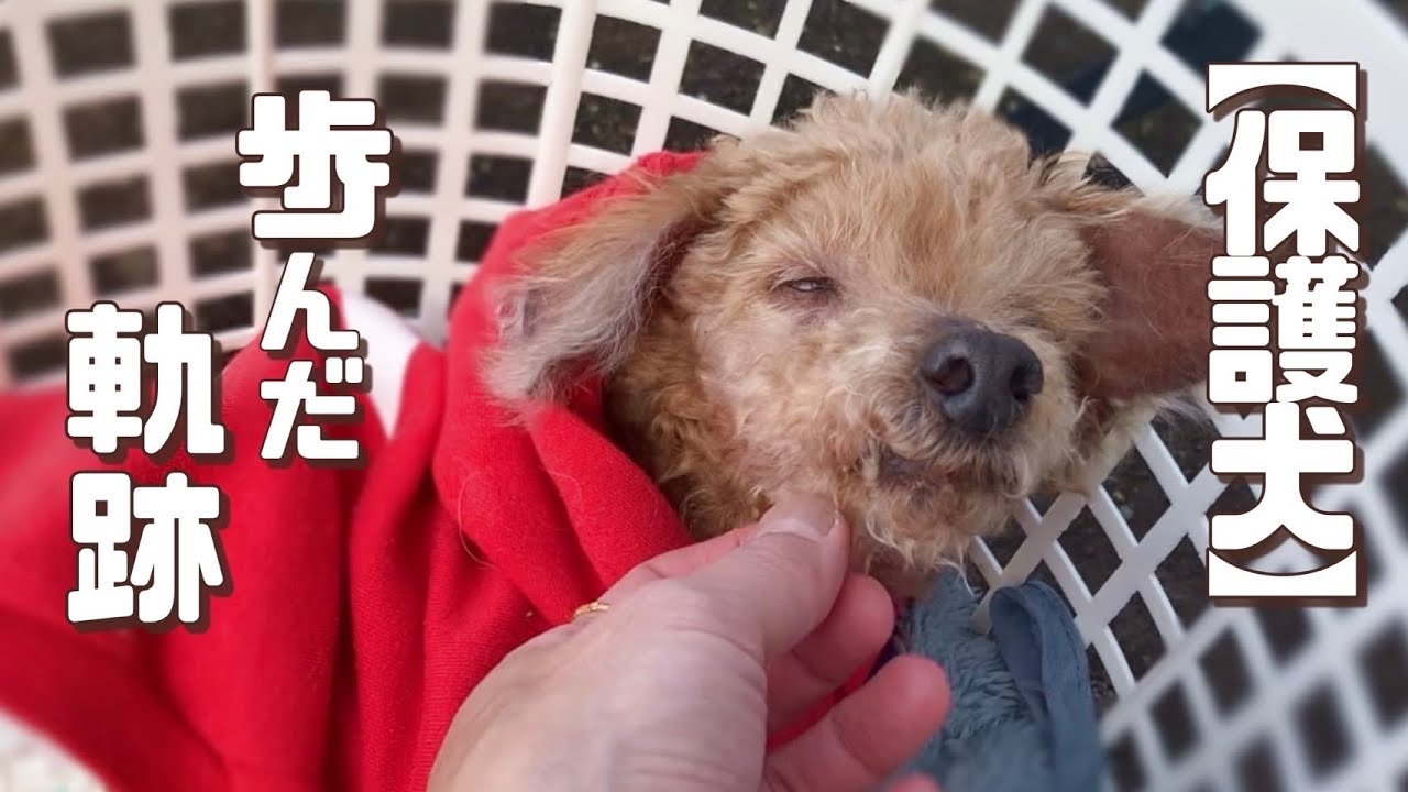高齢犬リノと過ごした1年7ヶ月「 vol.466 」