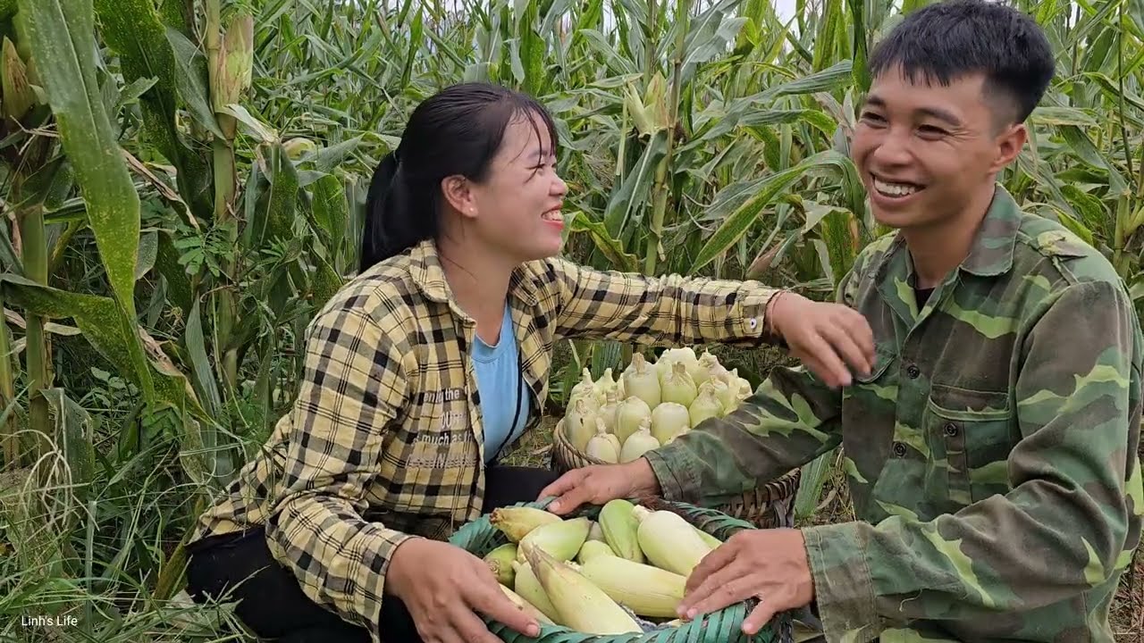 Harvesting sticky corn to sell at the market - Boiling corn and enjoying it together | Linh's Life