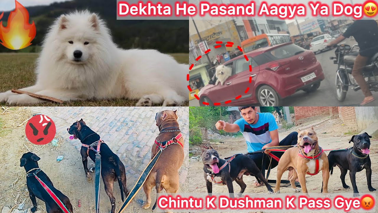 Market Mai Ek Dog Pasand Aagya😍White lion🦁 || Chintu K Dushamanon K Pass Gye Dogs Ko Lakr😡
