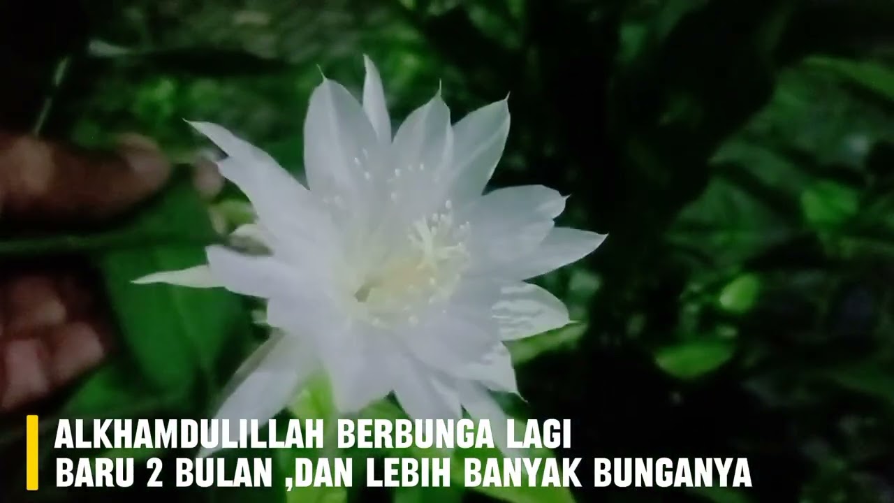 Keindahan bunga Wijayakusuma saat mekar di malam hari #bungawijayakusuma 