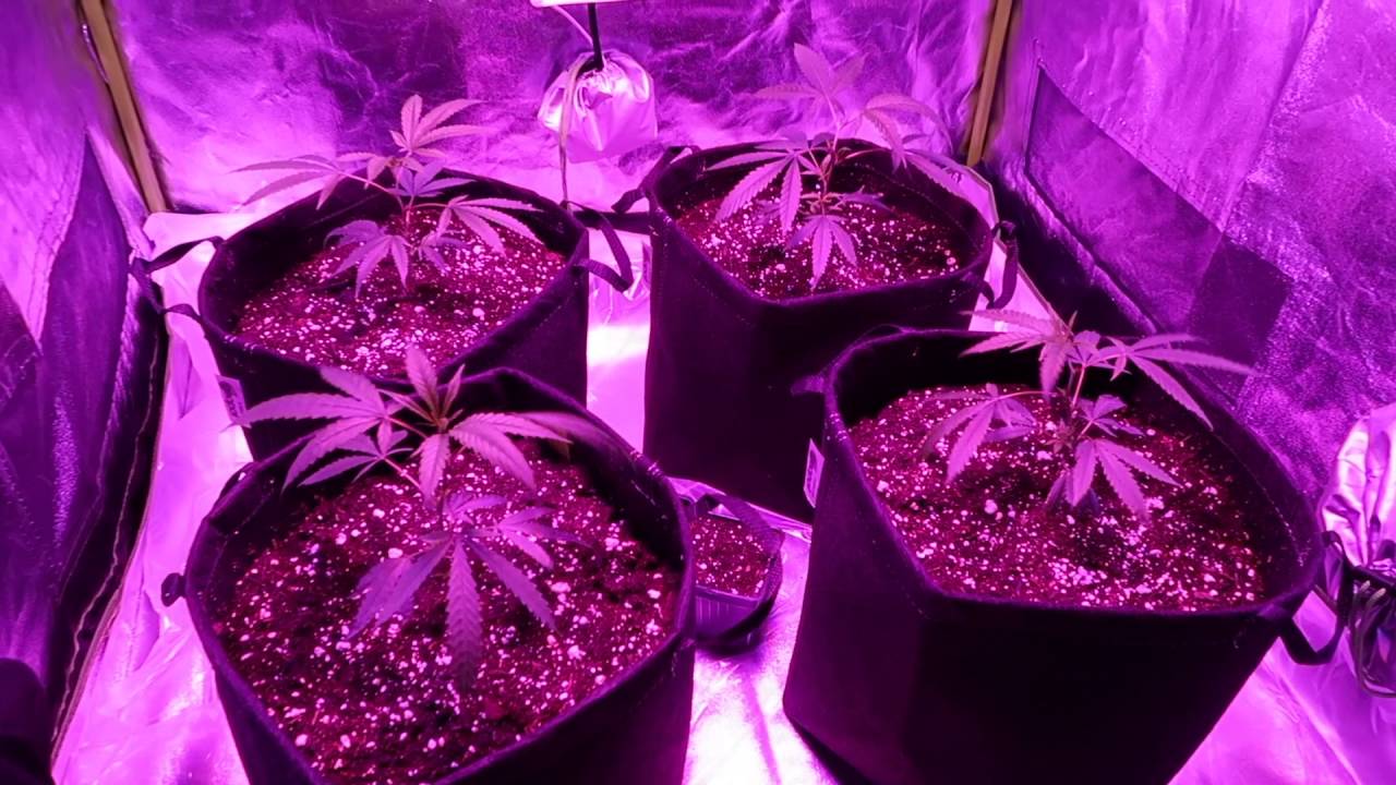 3x3 Fusion Hut Grow Tent, Mars Hydro II 400watt LED GrowVlog Ep.5