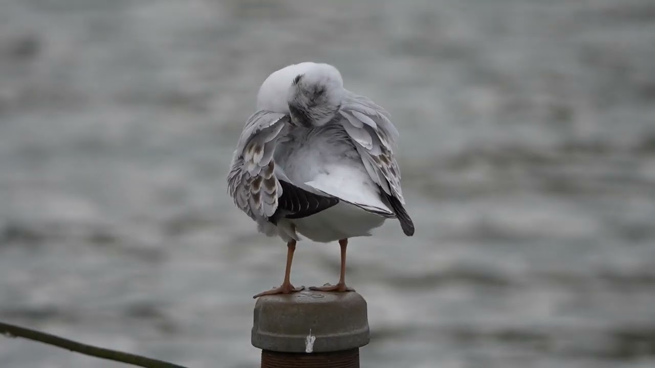 Slow motion gull