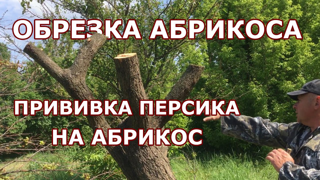 Омоложение абрикоса / Прививаем персик на абрикос