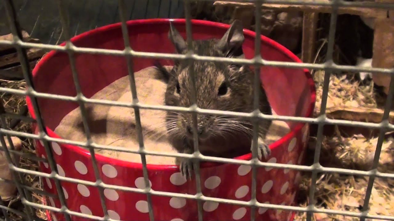Degus - A compilation of cute moments