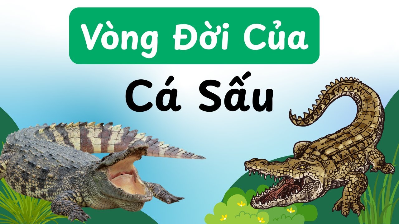 Khám Phá Vòng Đời Cá Sấu – Bí Ẩn Loài Săn Mồi Cổ Đại