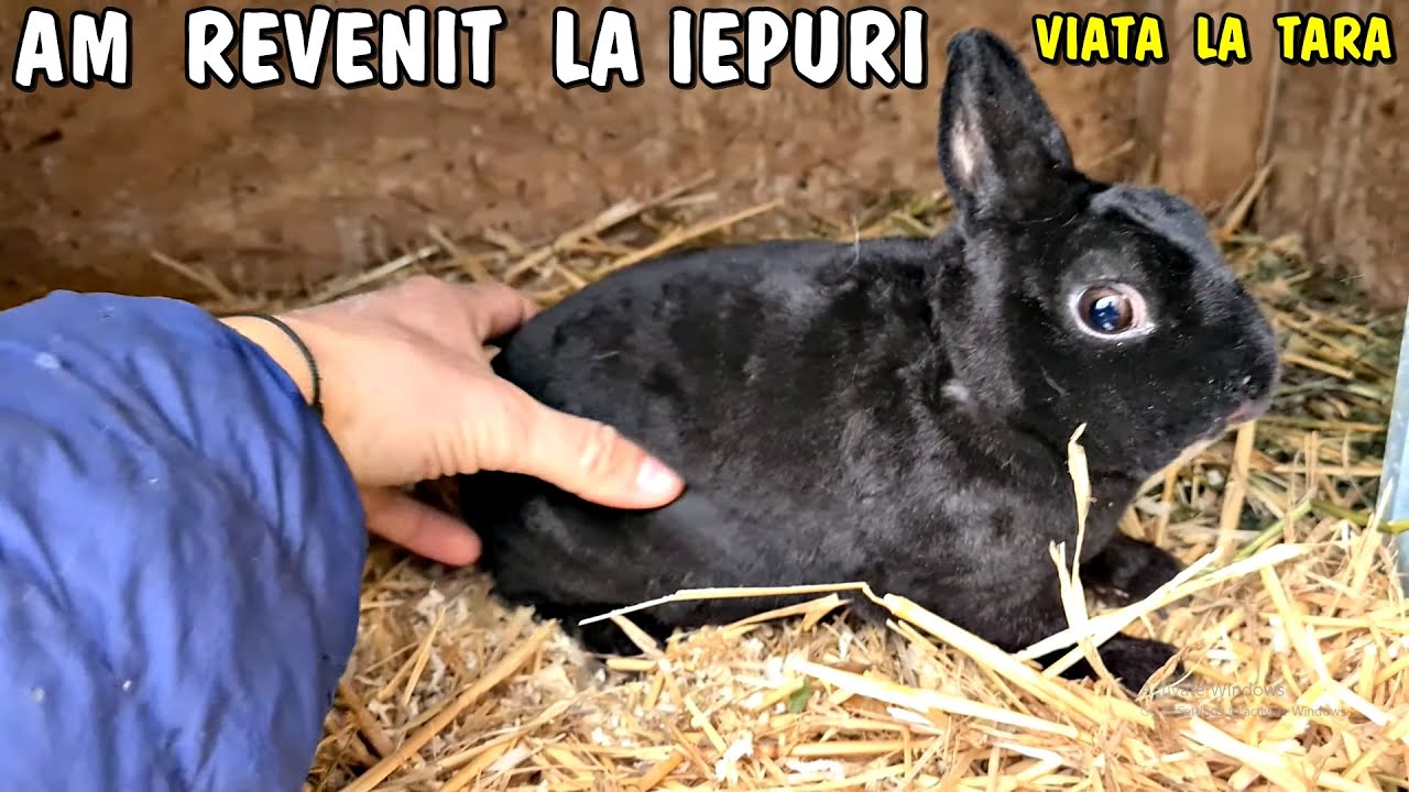 Viața la țară - M-am reapucat  de iepurași  ❤ ce am adus?