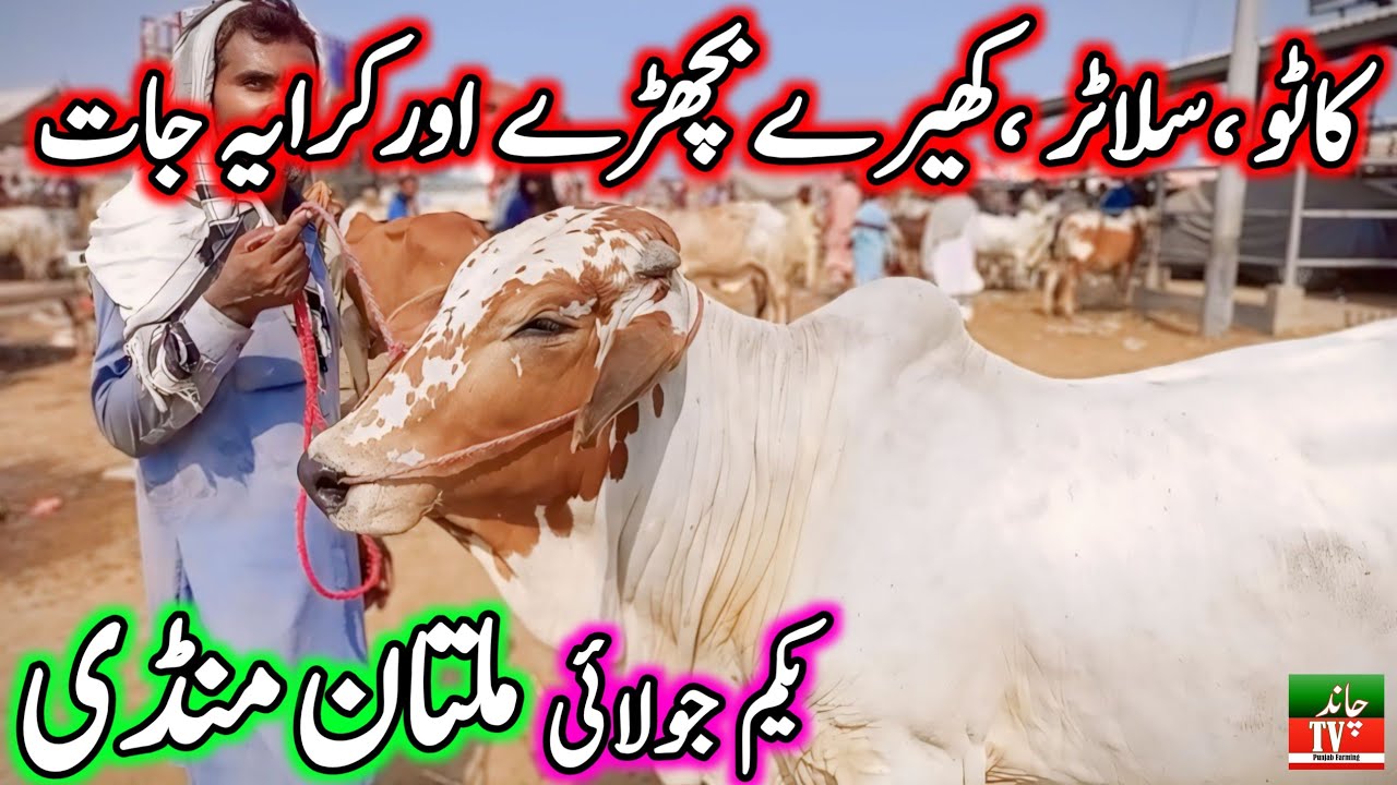 Multan Cow Mandi Fresh Latest Update 01-07-2024 | Cow Mandi 2024 | Cholistani Sahiwal Bachra Mandi🔥