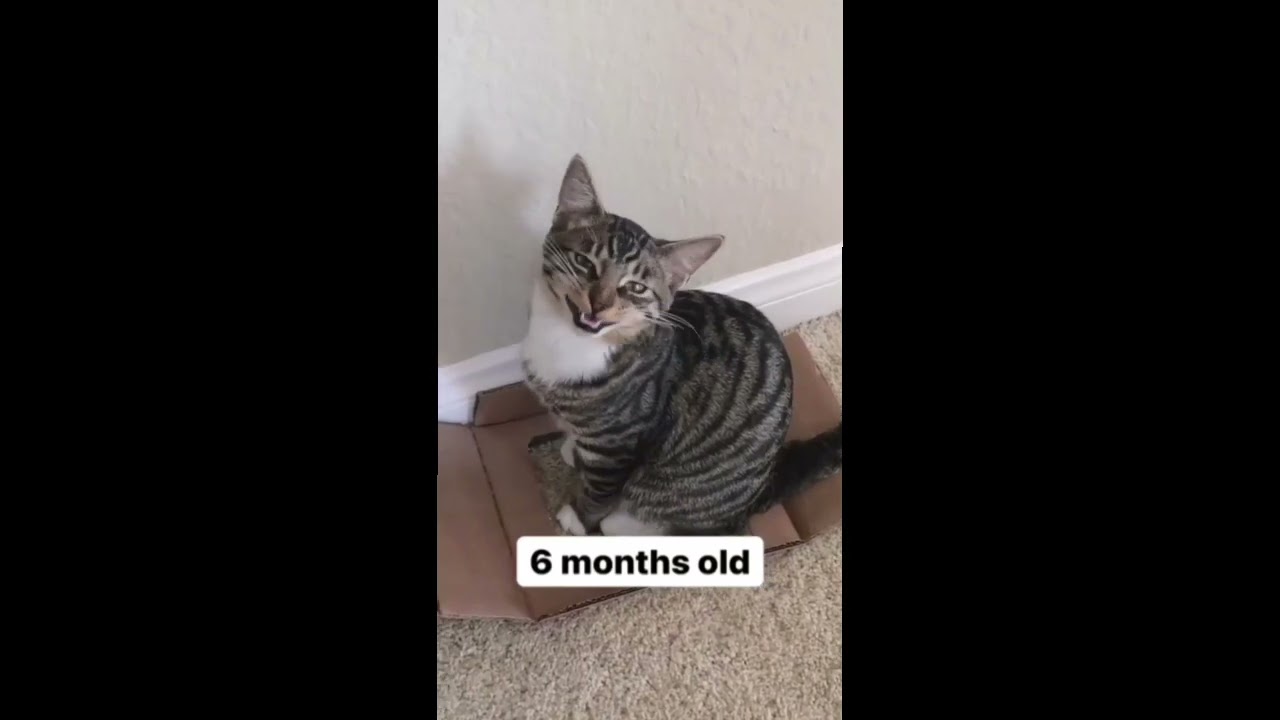 MEOW - Cats of Youtube - Funny Videos 2022 - #cats #catsofinstagram #cats #funny #funnyvideos
