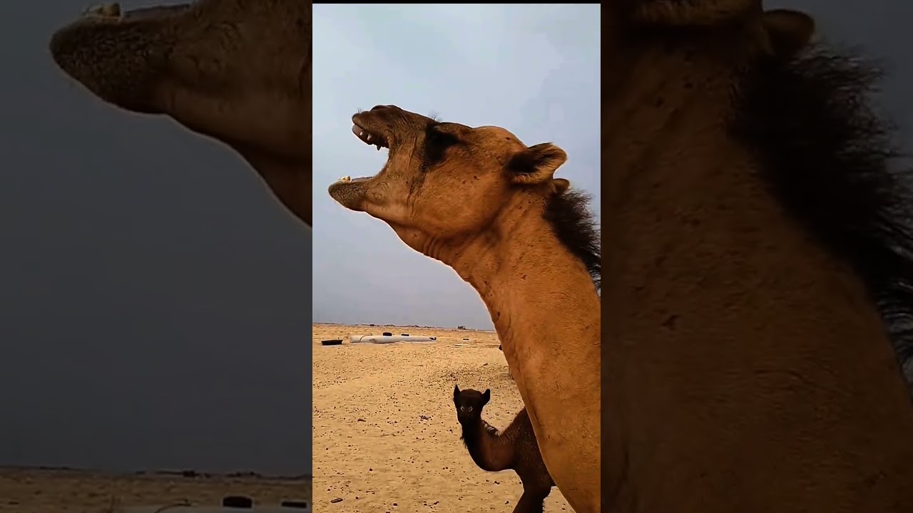 Funny Camel That Made 10 Million People Laugh#shorts #animals