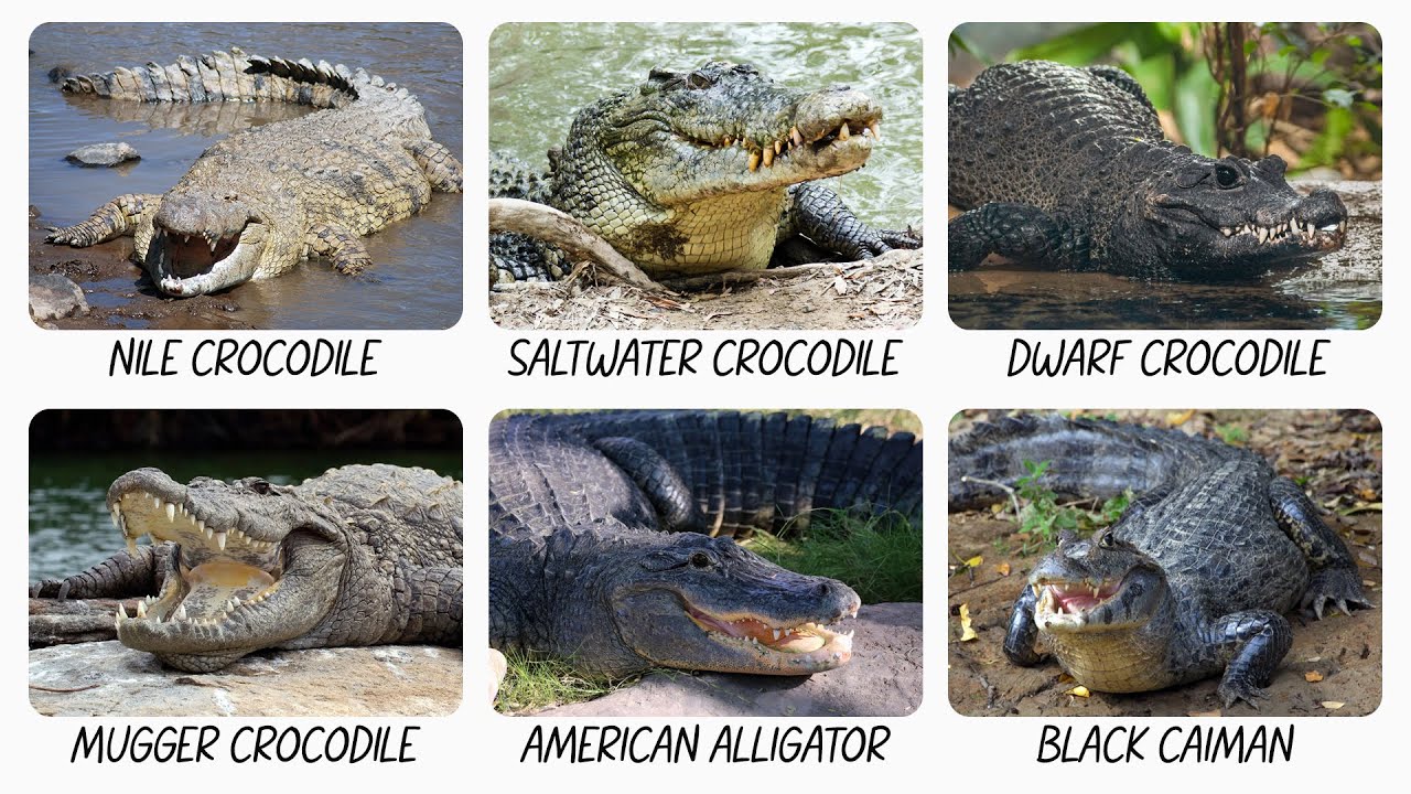 Every Crocodilian Species Explained