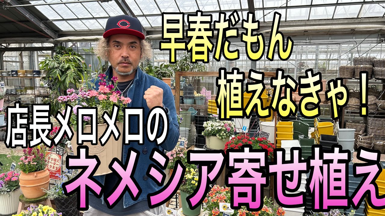 【寄せ植え】年間MVP！ネメシアにやっぱり店長メロメロ(*´▽｀*)