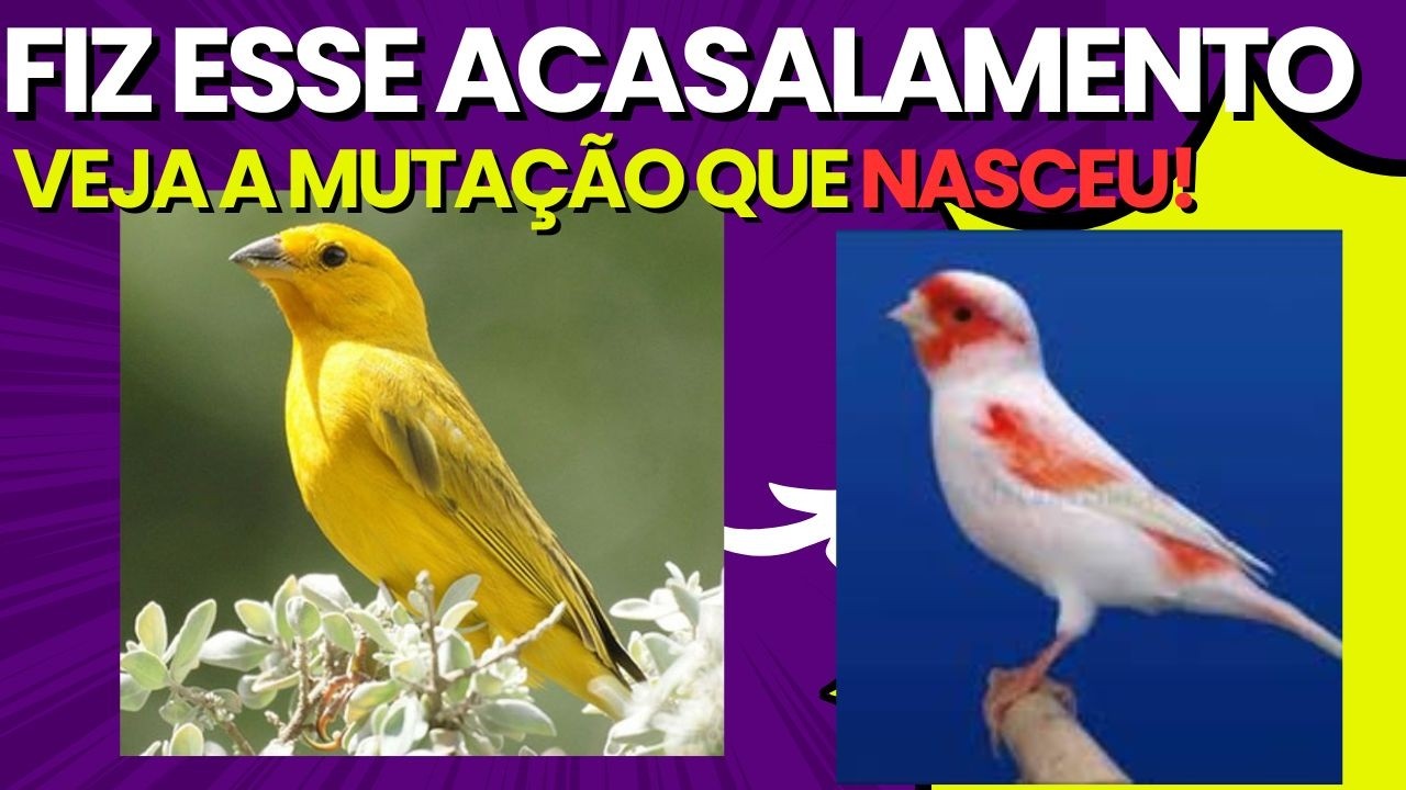 #075 Acasalamento entre CANARIO Belga e CANÁRIO da terra, nasce CANARIO Mutação?