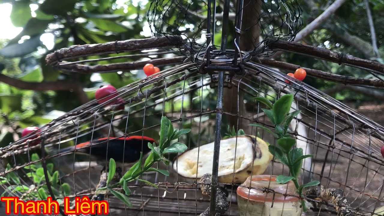 Tiếng chim ốc mít mồi kích bổi